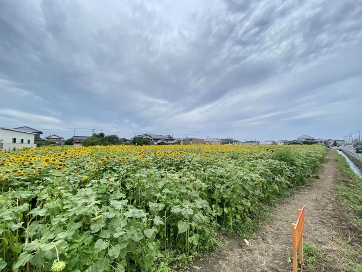 鳥取県の琴浦町役場すぐ近くに咲いている「10万本のひまわり畑」の様子
