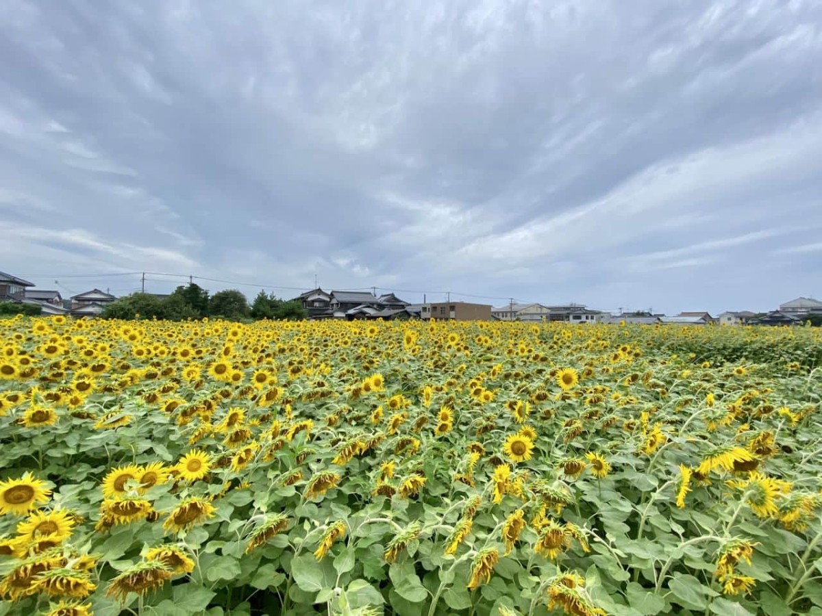 鳥取県の琴浦町役場すぐ近くに咲いている「10万本のひまわり畑」の様子