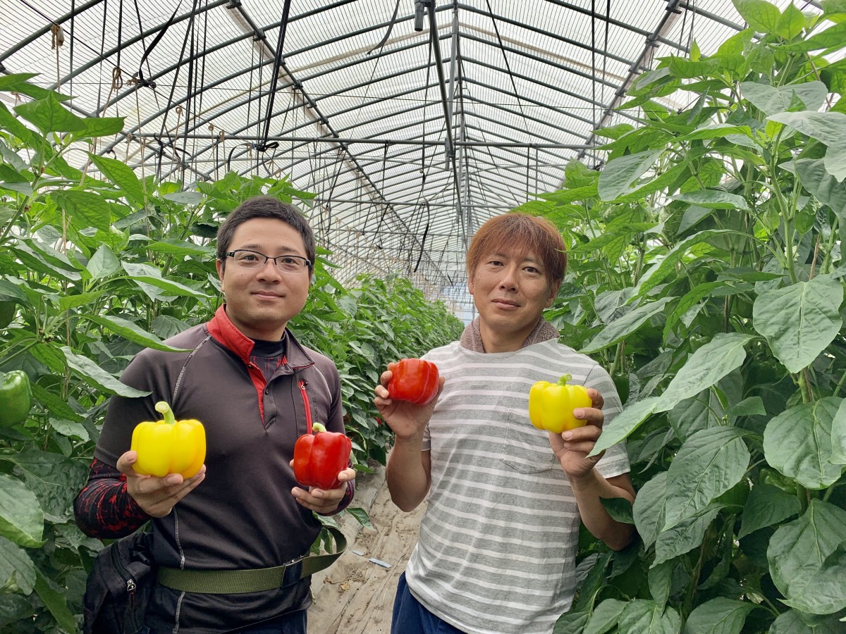 島根県飯南町産のパプリカを栽培している農家さん