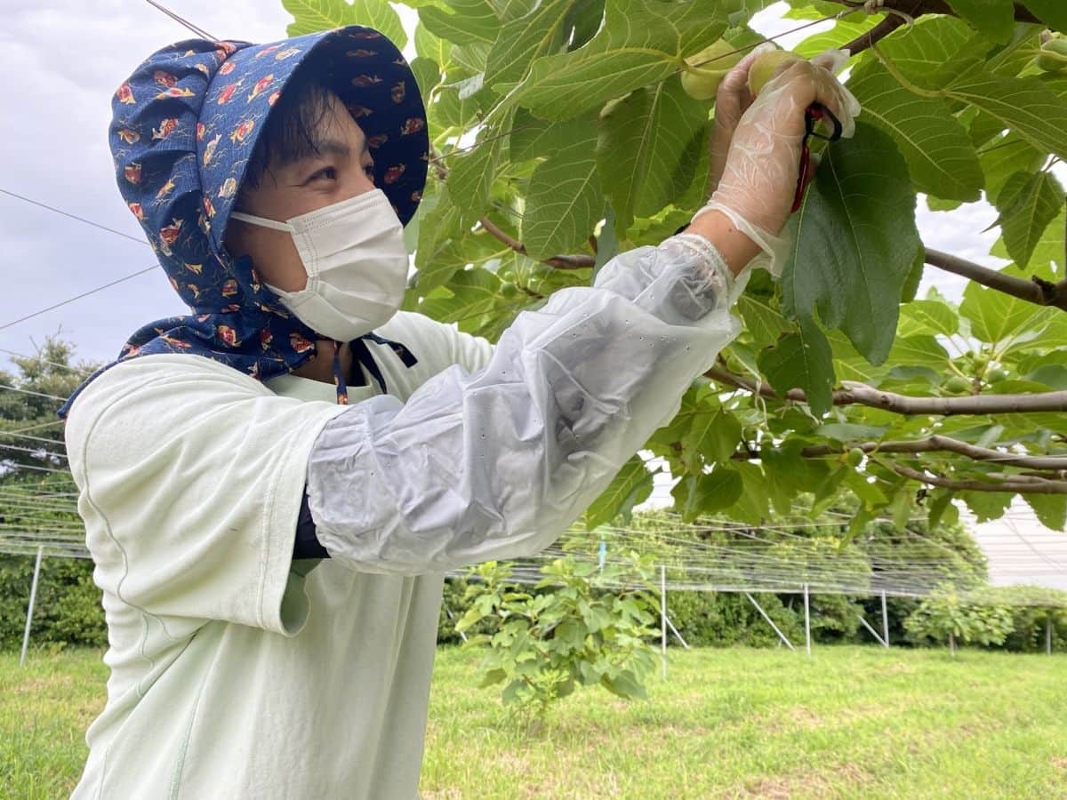 島根県出雲市多伎町でイチジクの収穫体験をしてきた編集部いしやん