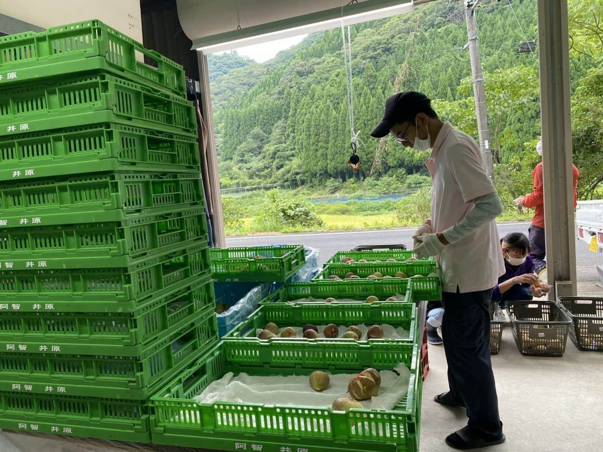 島根県出雲市多伎町のイチジク選果場での仕分けの様子