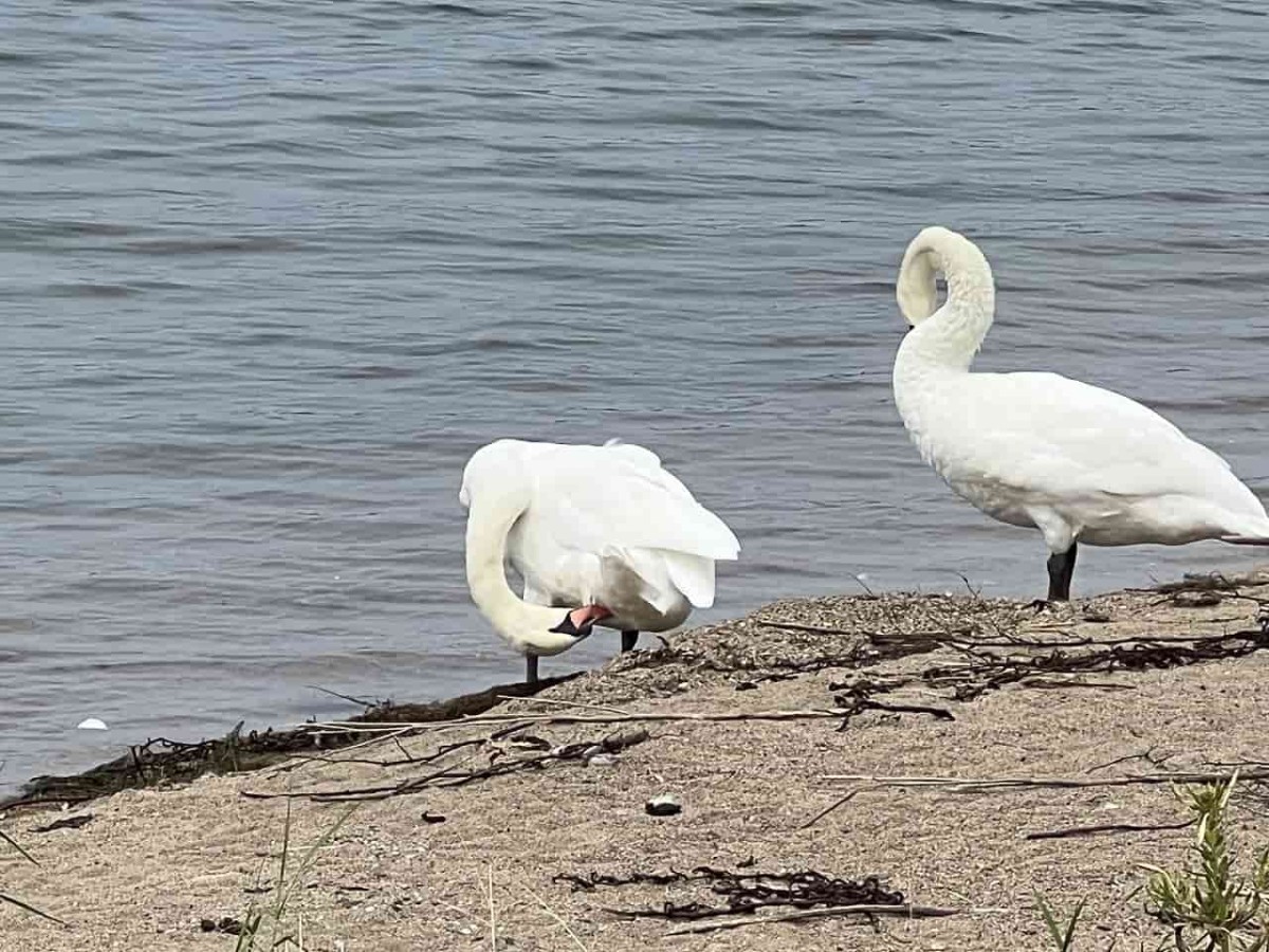 島根県松江市の宍道湖沿いにいるハクチョウの様子