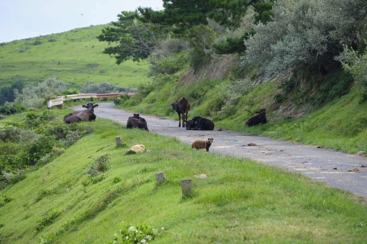 島根県隠岐諸島・知夫里島での風景