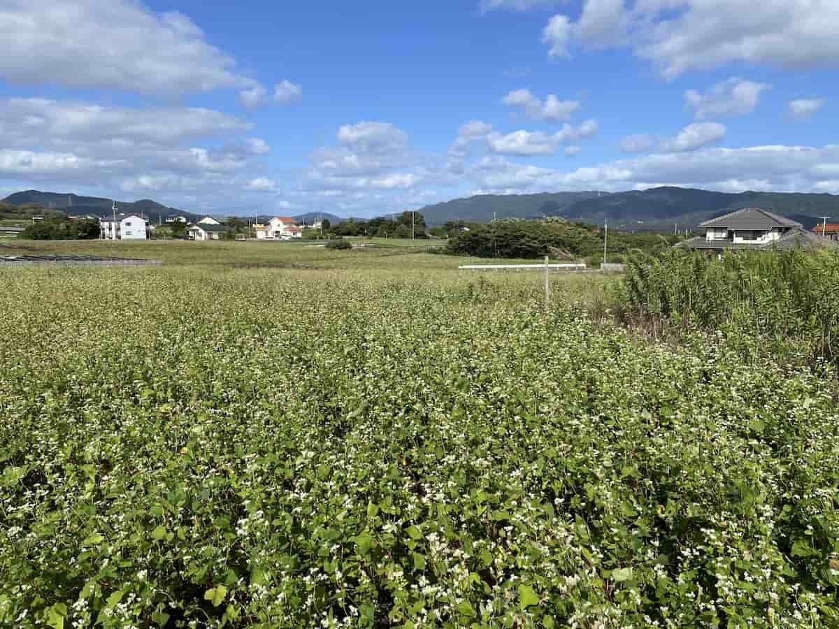 島根県松江市八束町の『そばの花』の開花中の様子