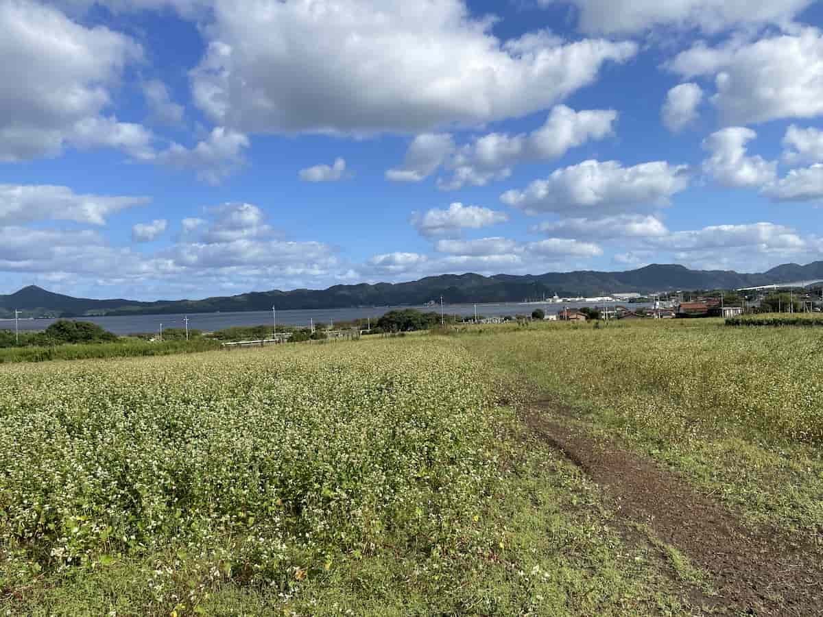 島根県松江市八束町の『そばの花』の開花中の様子