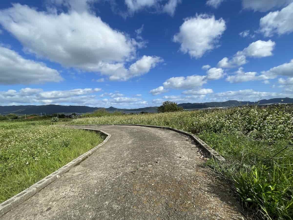 島根県松江市八束町の『そばの花』の開花中の様子