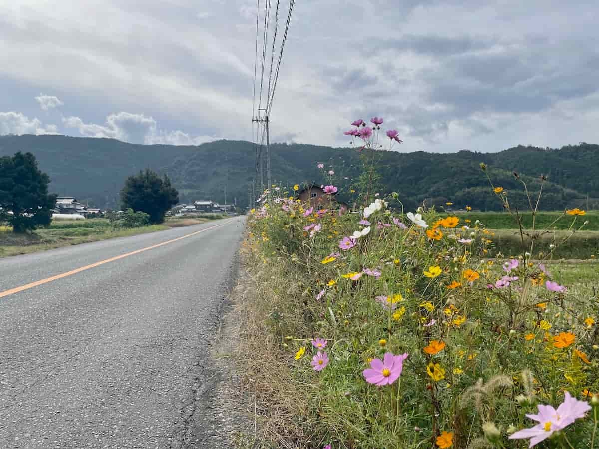 鳥取県米子市淀江町の『コスモス街道』の様子