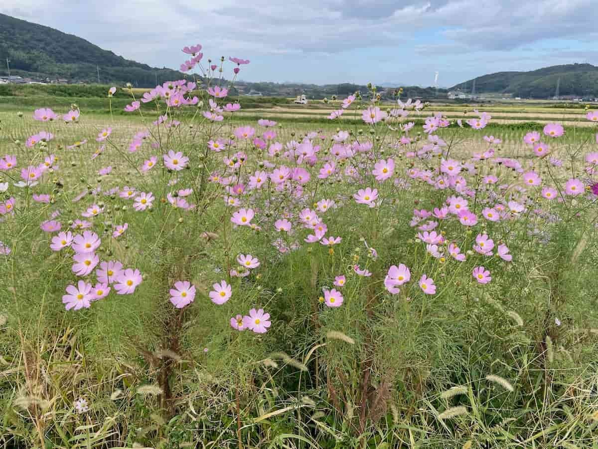 鳥取県米子市淀江町の『コスモス街道』の様子