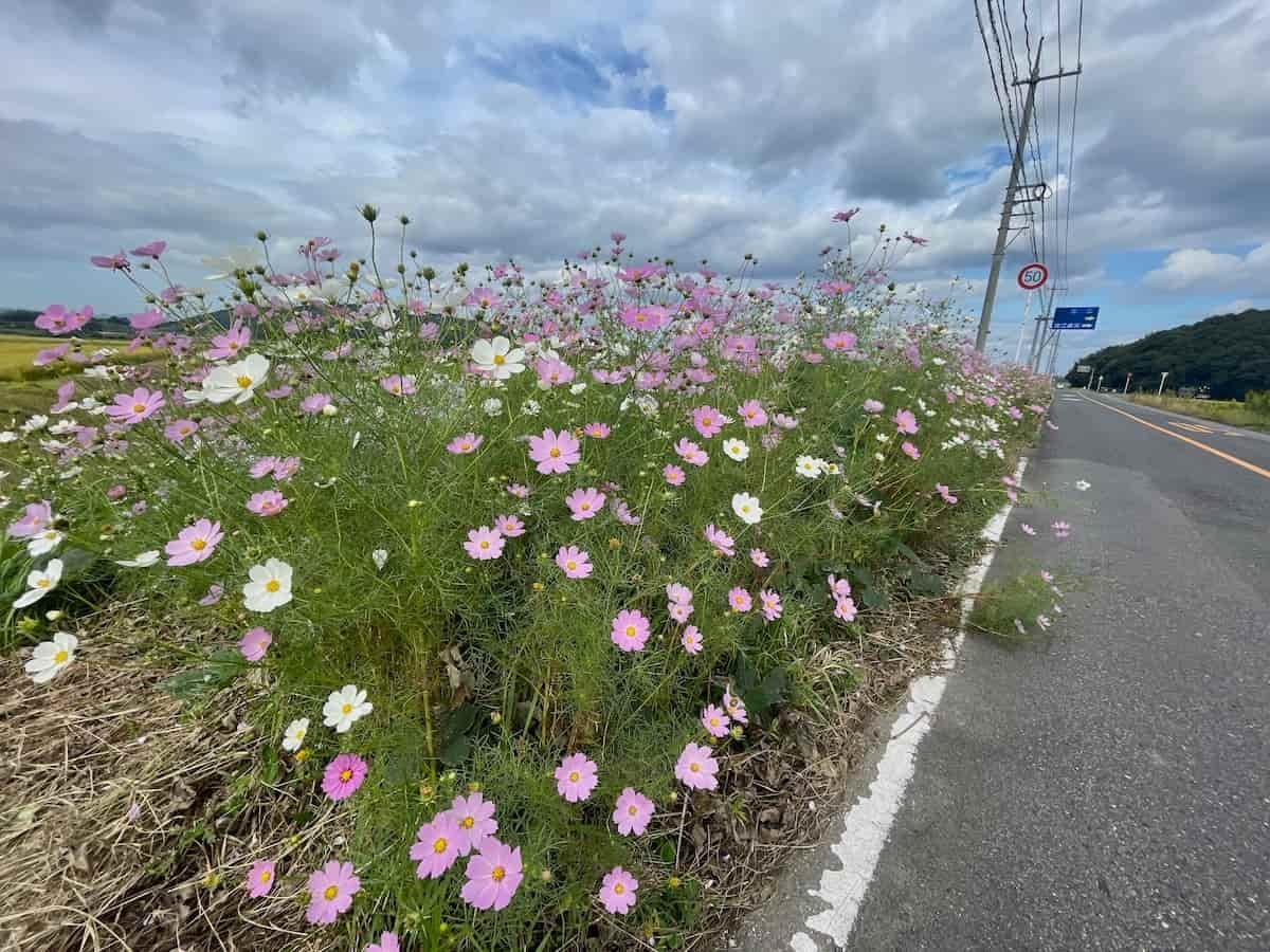 鳥取県米子市淀江町の『コスモス街道』の様子