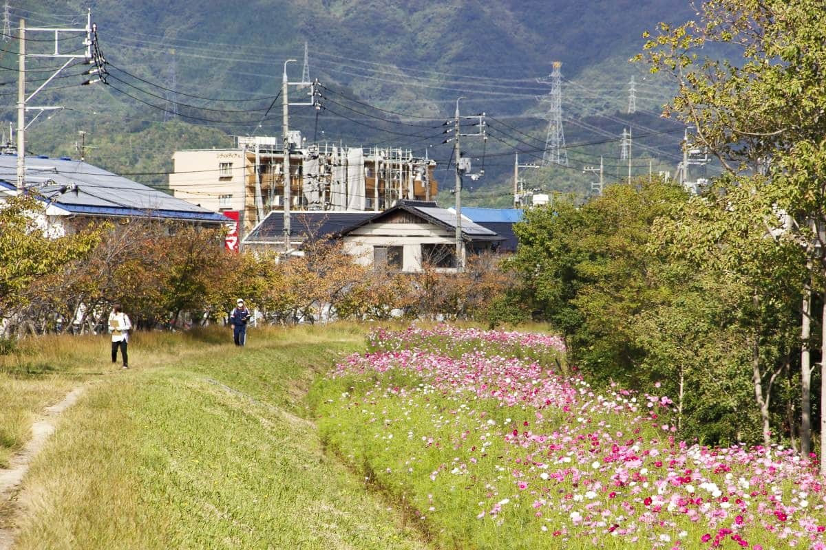 島根県松江市を流れる朝酌川沿いのコスモスの様子