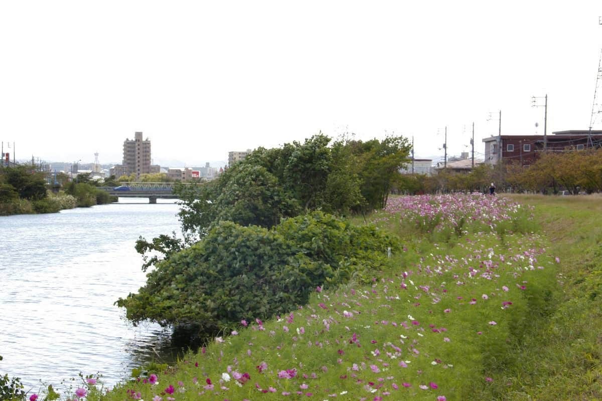 島根県松江市を流れる朝酌川沿いのコスモスの様子