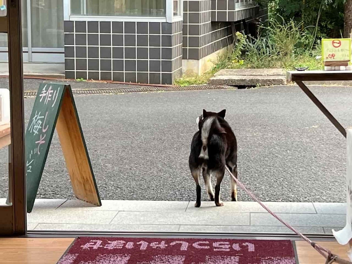 島根県出雲市の一畑薬師の参道沿いにある『なかやま商店』の看板犬モモ