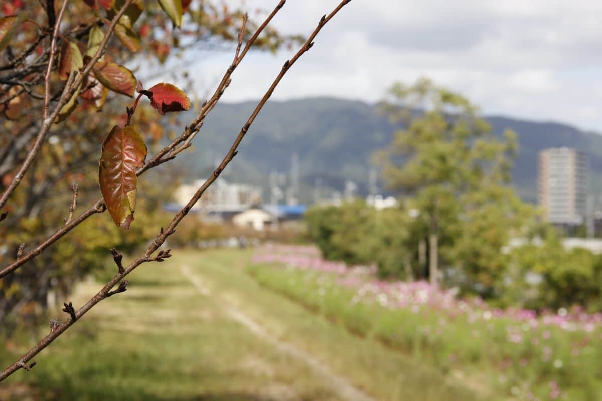 島根県松江市を流れる朝酌川沿いのコスモスの様子