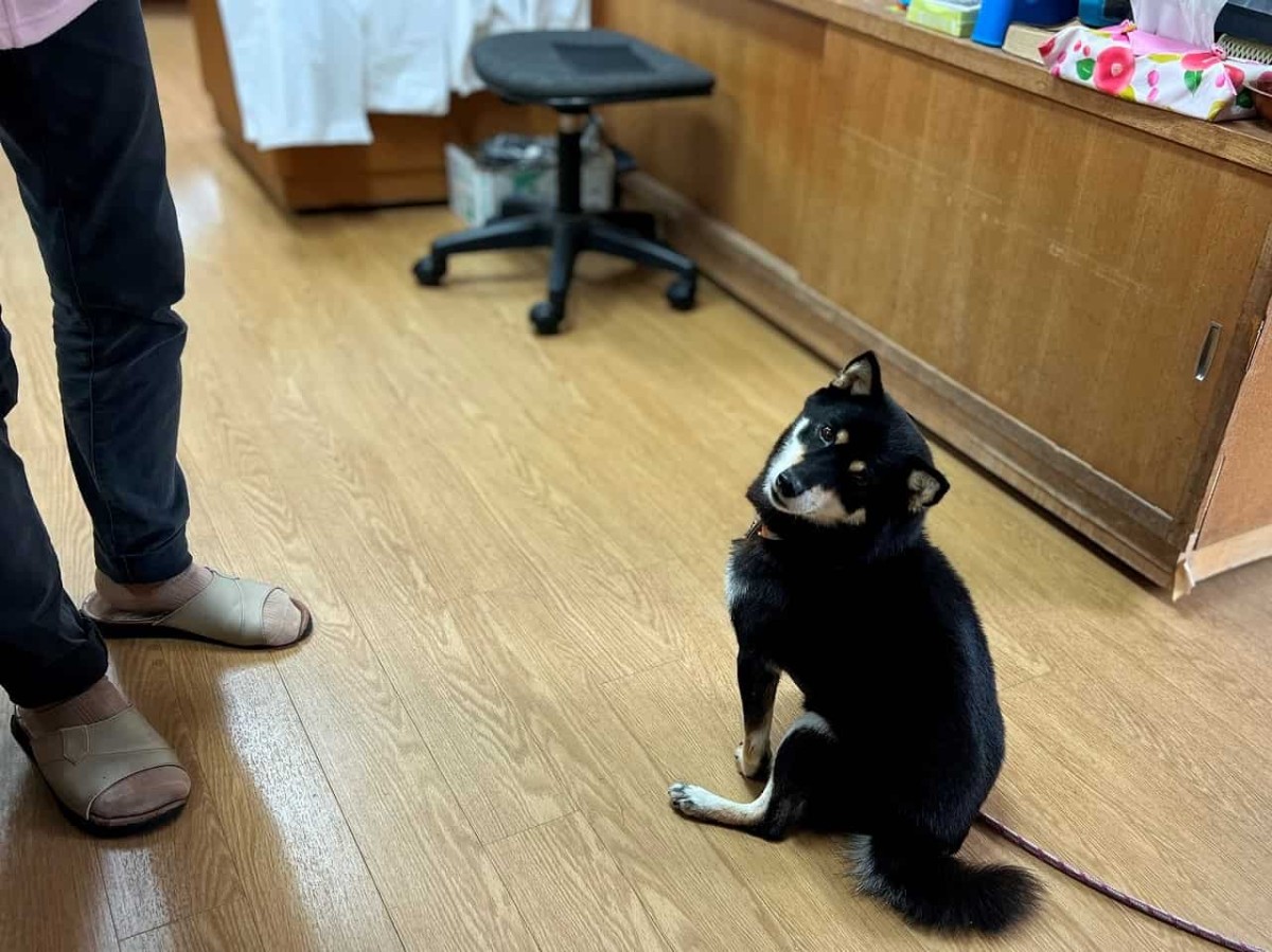 島根県出雲市の一畑薬師の参道沿いにある『なかやま商店』の看板犬モモ