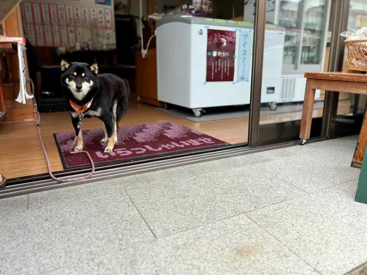 島根県出雲市の一畑薬師の参道沿いにある『なかやま商店』の看板犬モモ