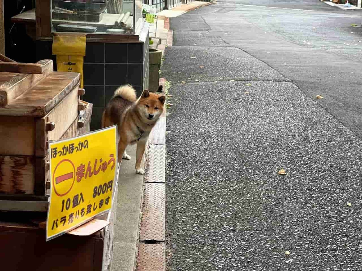 島根県出雲市の一畑薬師の参道沿いにある『お食事処もんぜん』の看板犬テツ