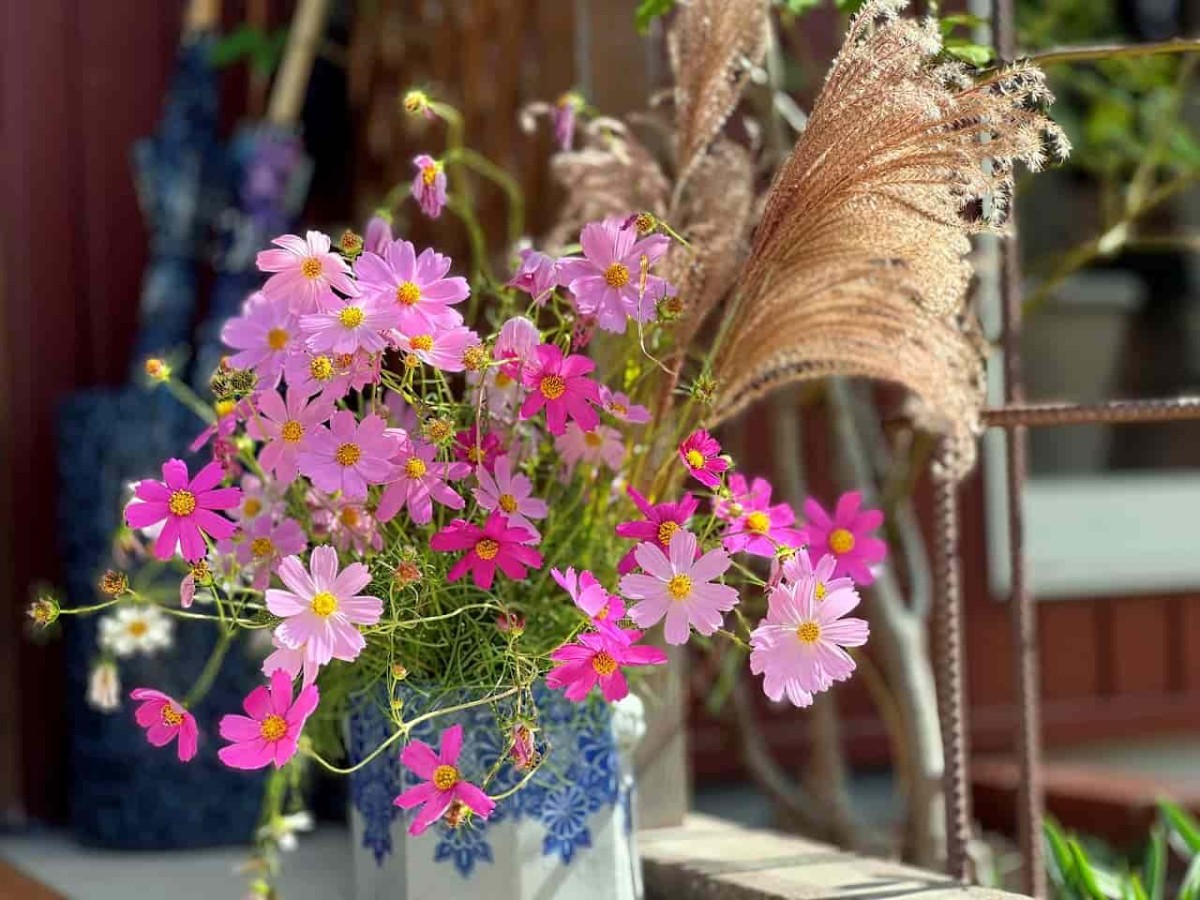 島根県安来市にある『カフェドーフィン』の玄関近くに咲いているコスモス