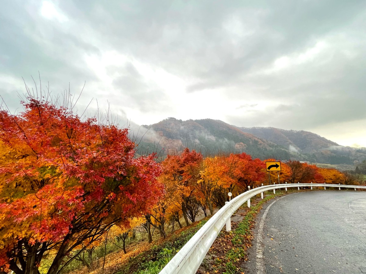島根県飯南町の穴場紅葉スポット「東三瓶フラワーバレー」周辺の紅葉の様子