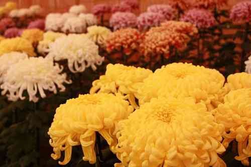 島根県出雲市のイベント「第16回 しまね花の郷 菊まつり」の開催中の様子