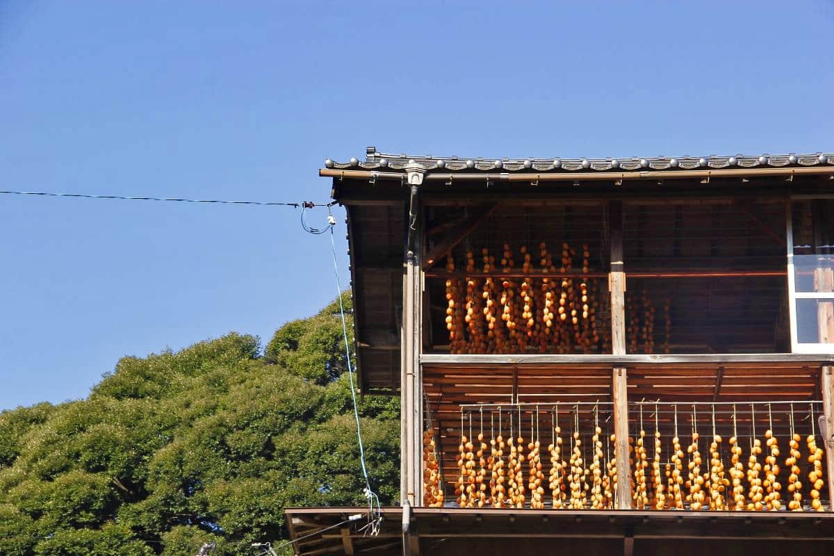 島根県松江市東出雲町の畑地区「柿小屋」の干し柿の様子