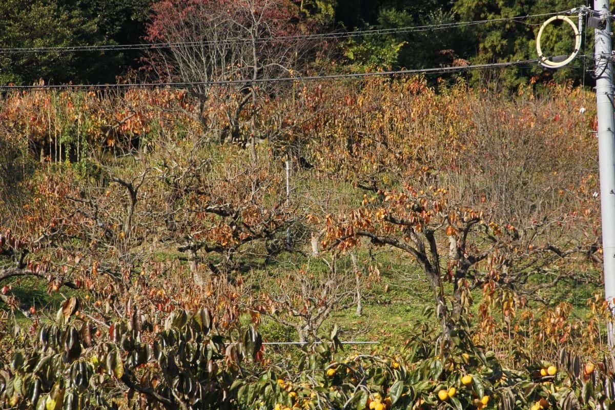 島根県松江市東出雲町の畑地区の柿畑