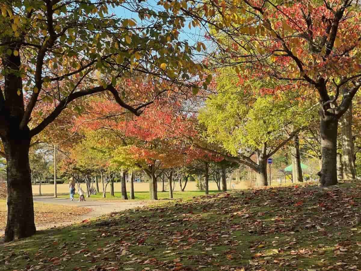 鳥取県米子市の『弓ヶ浜公園』が紅葉した様子