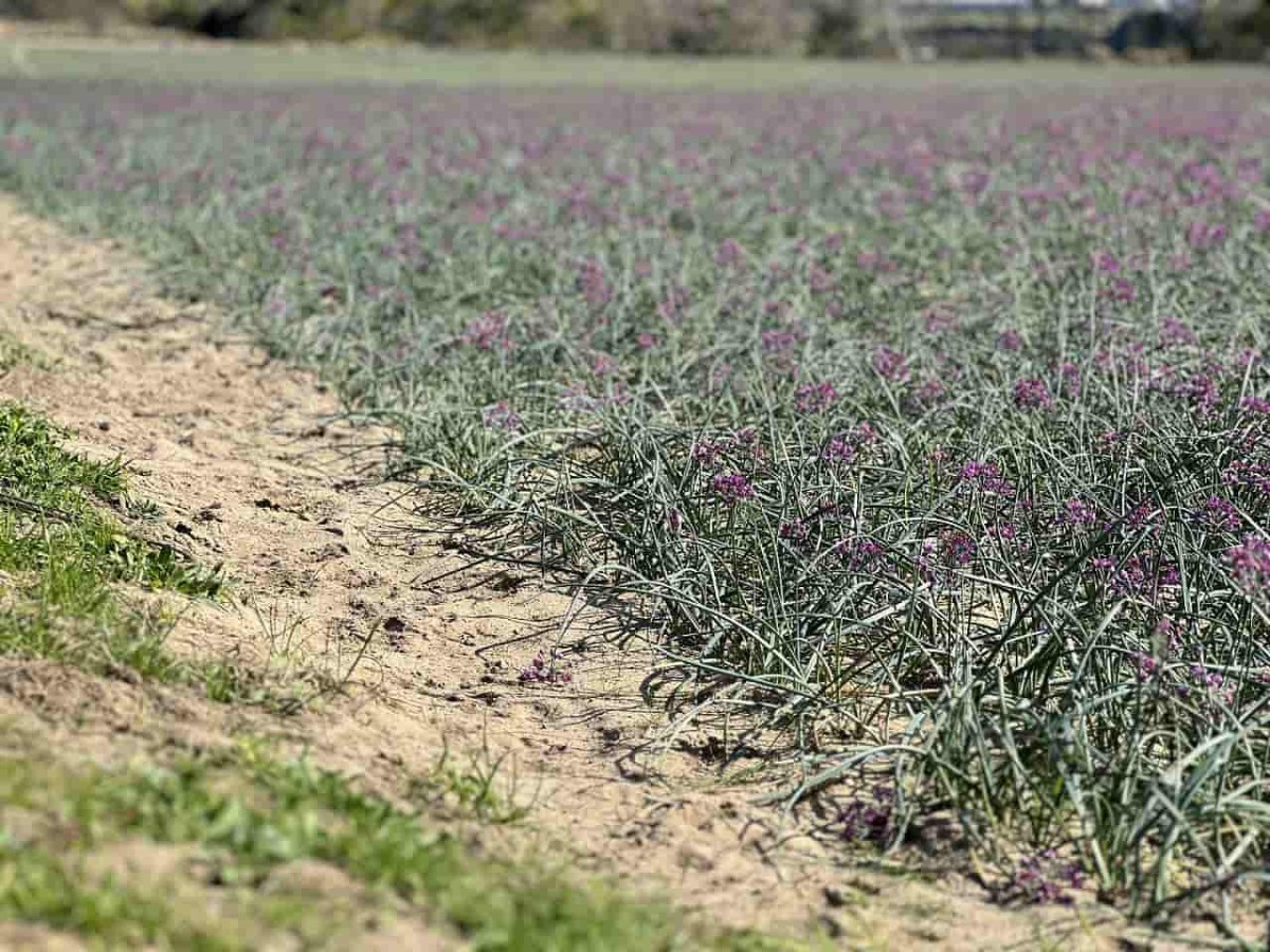 鳥取市の観光地・鳥取砂丘近くのらっきょう畑の花の様子