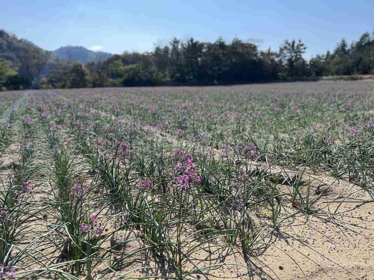 鳥取市の観光地・鳥取砂丘近くのらっきょう畑の花の様子