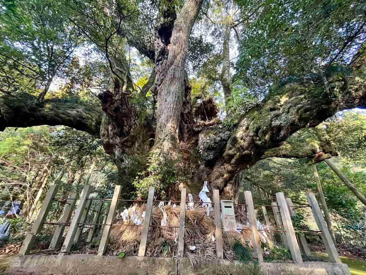 島根県松江市八雲町にある「志多備神社」のシイの木「スダジイ」