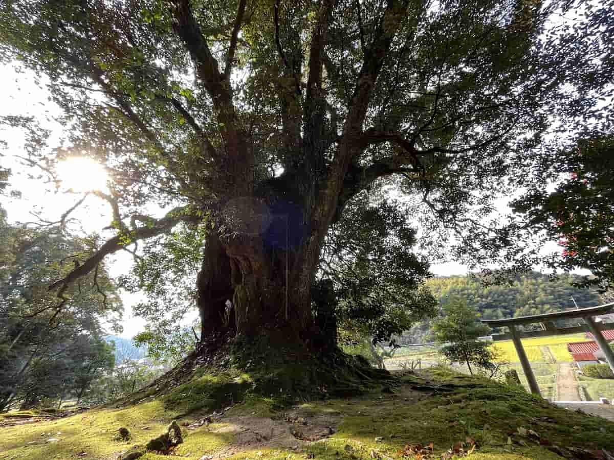 島根県松江市八雲町にある「志多備神社」のスダジイ