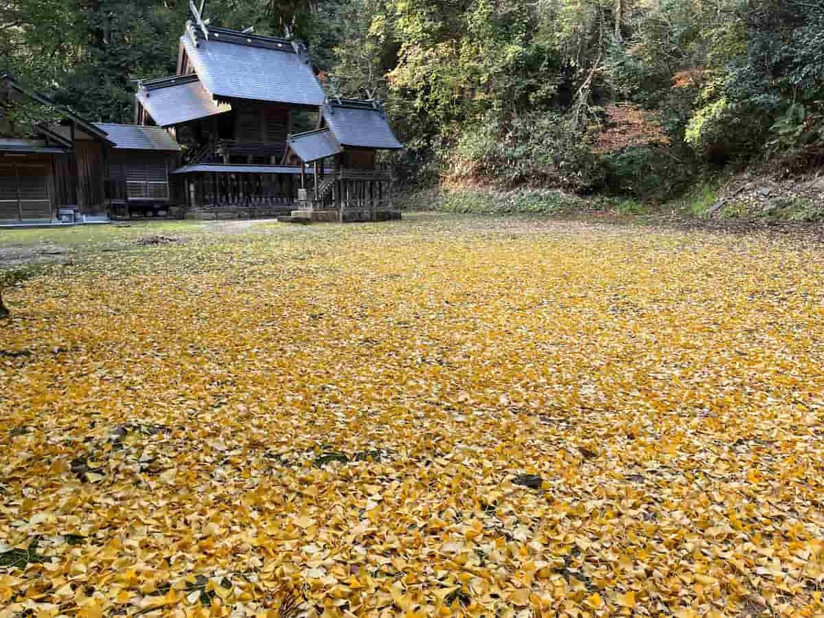 島根県松江市八雲町にある「志多備神社」に広がる黄色いじゅうたん