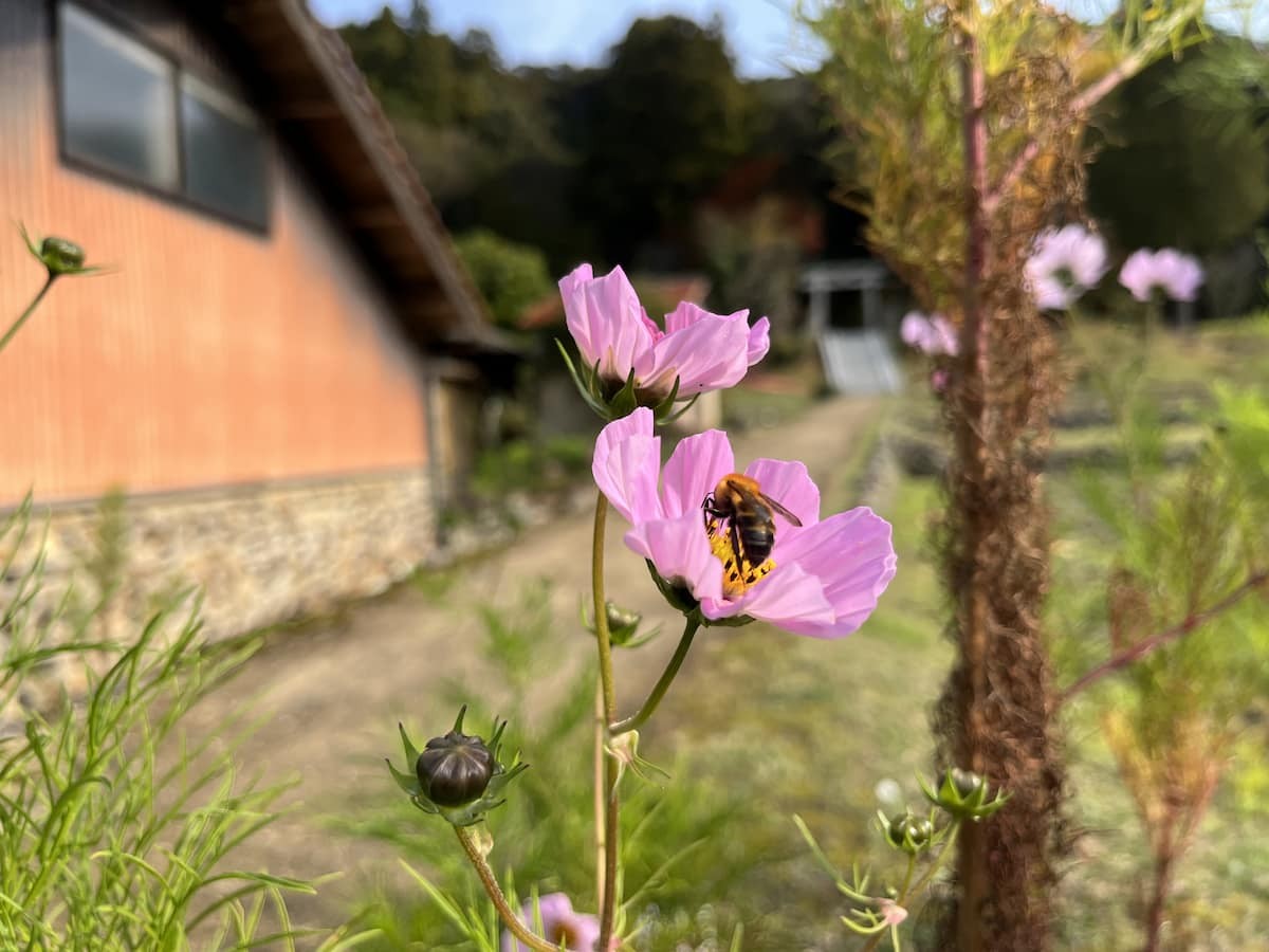 島根県松江市八雲町にある「志多備神社」付近に咲いていたコスモス