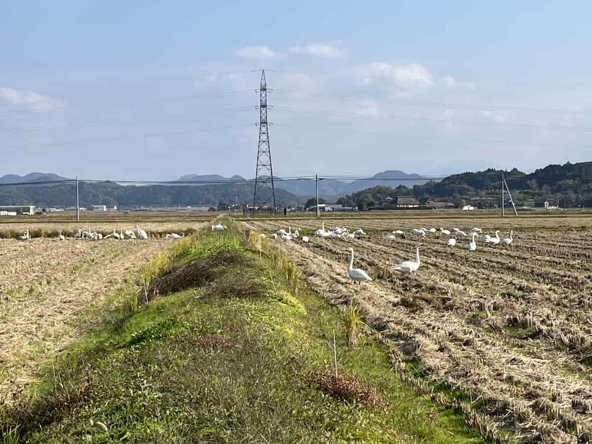 安来市の「白鳥ロード」に飛来したコハクチョウ