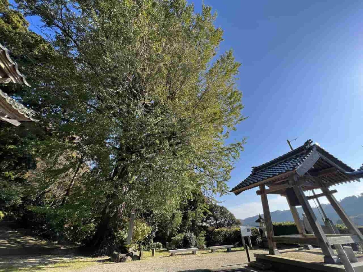 鳥取県東伯郡琴浦町の「転法輪寺（てんぽうりんじ）」にある大イチョウの様子