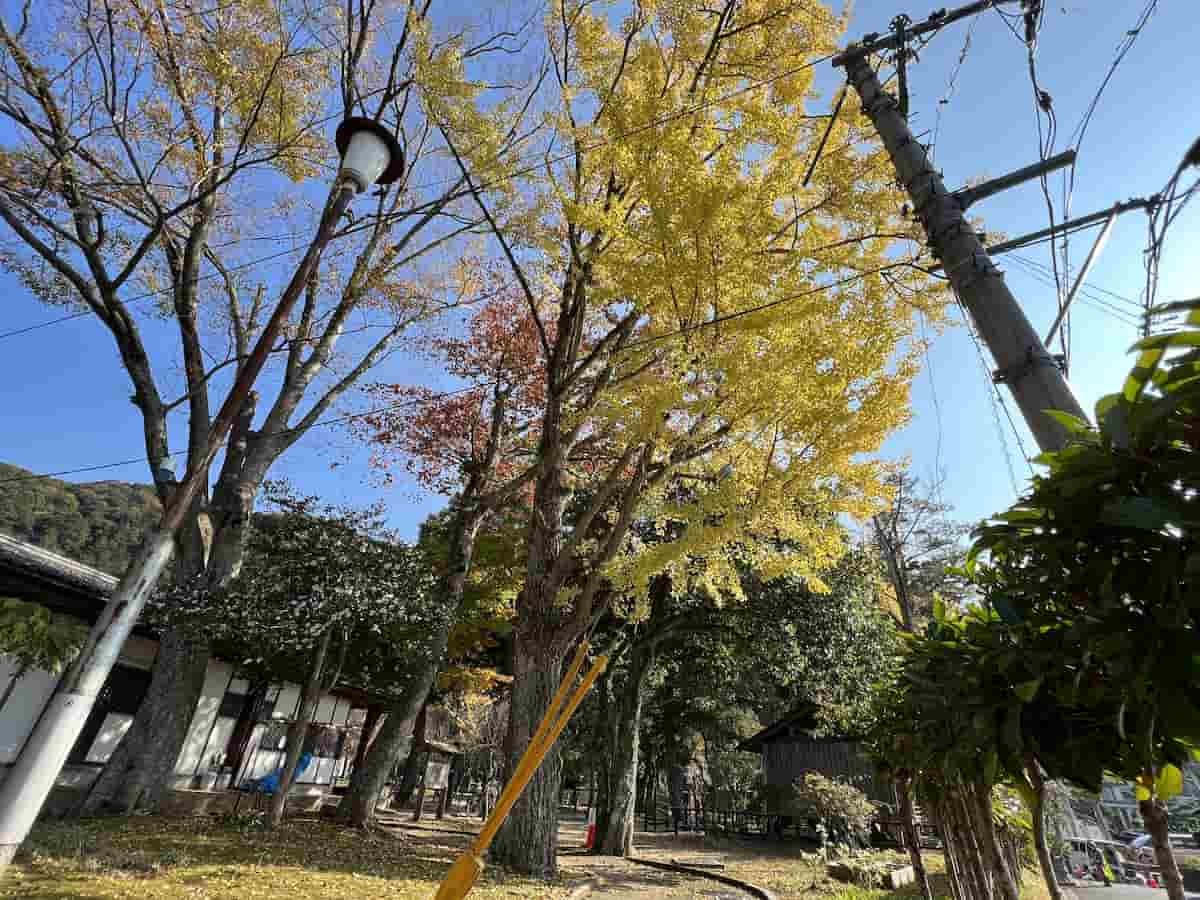 鳥取県鳥取市にある「樗谿公園」が紅葉シーズンを迎えた時の様子
