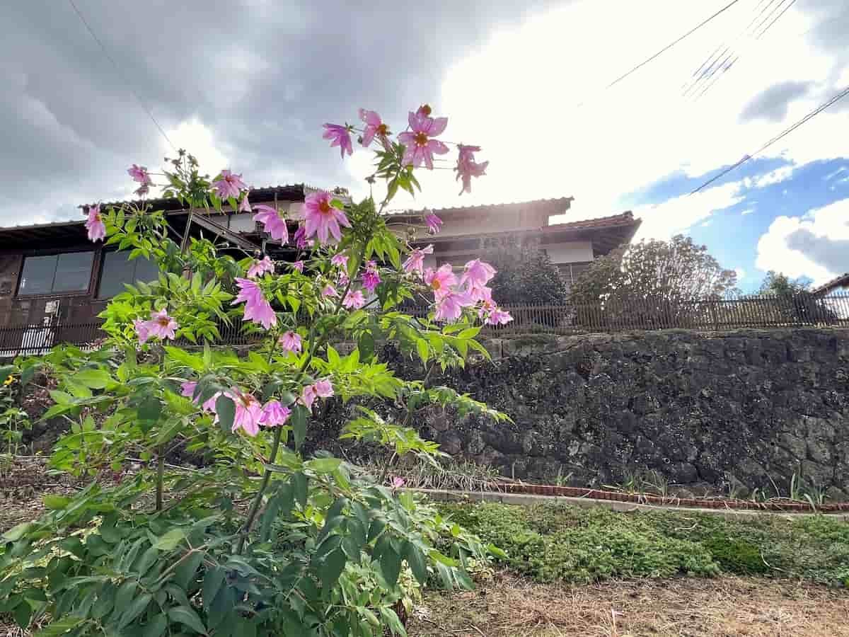 島根県松江市の『亀尻緑地公園』近くで見た花