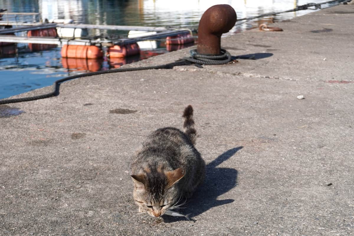 お魚くわえたどら猫