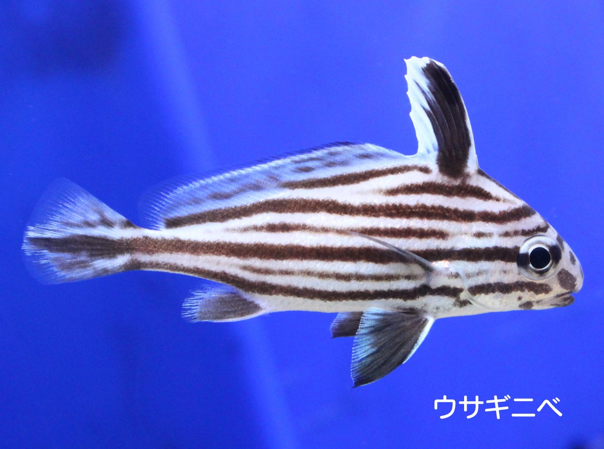 島根県出雲市のイベント「【干支水族館】ゴビウスで初詣 きっと願いも叶ウサー!?」で展示される魚・ウサギニべ