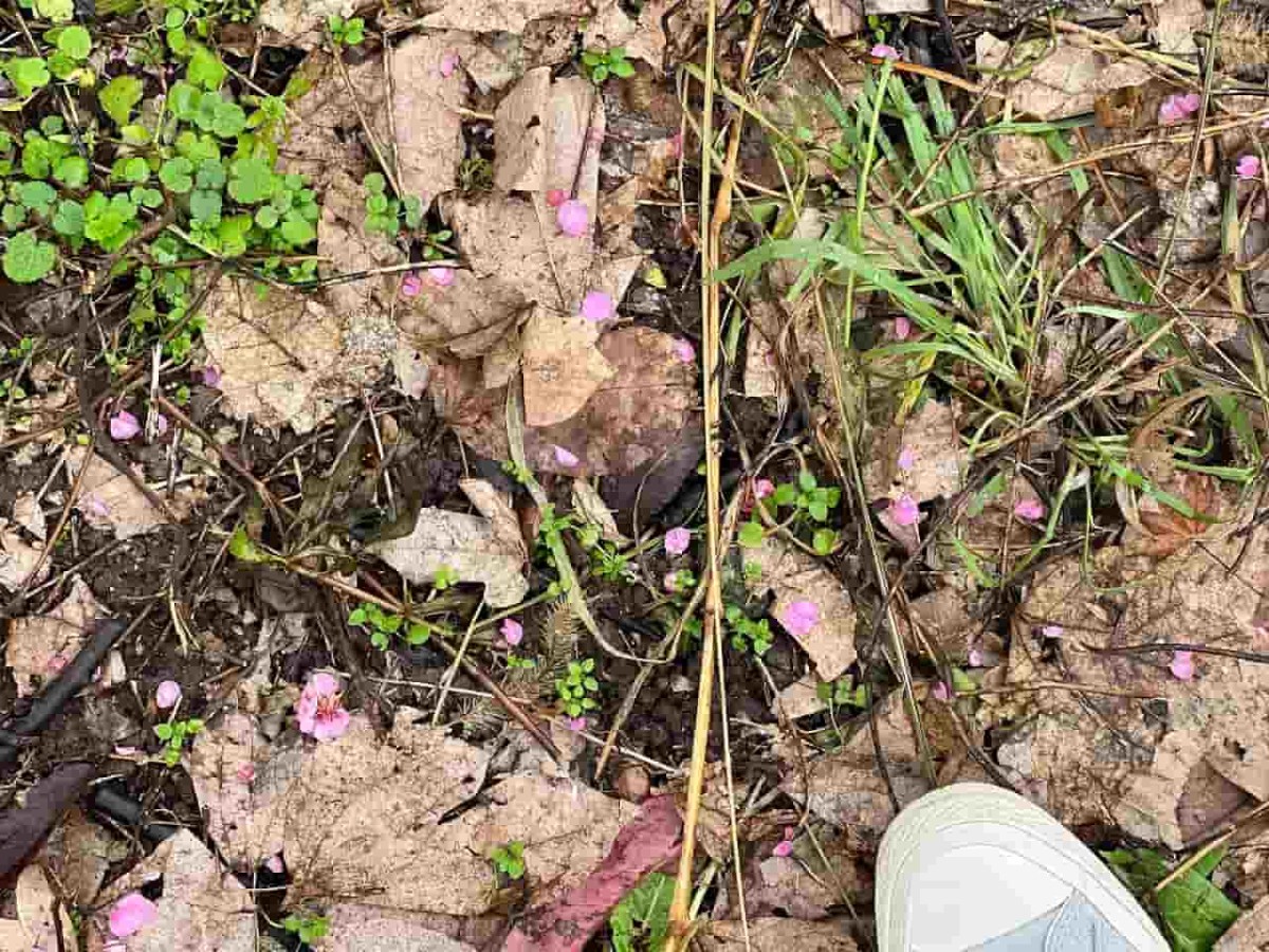 鳥取県米子市尾高の梅園で見られる梅の木の足元