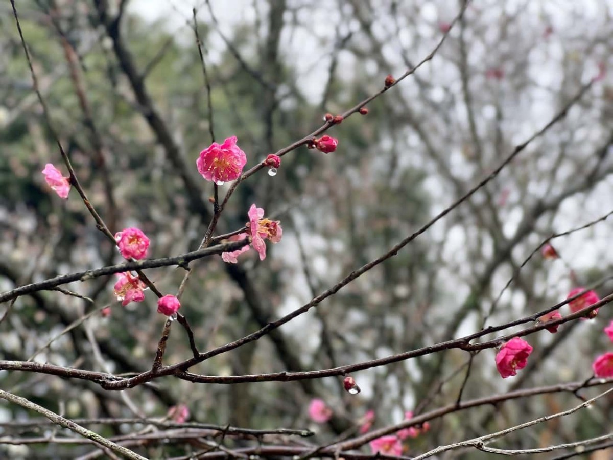 鳥取県米子市尾高の梅園で見られる梅の花