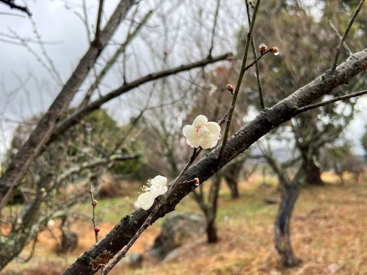 鳥取県米子市尾高の梅園で見られる梅の花