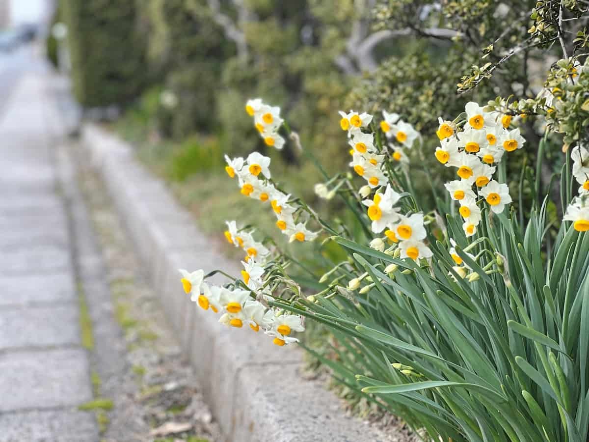 水仙の花の様子