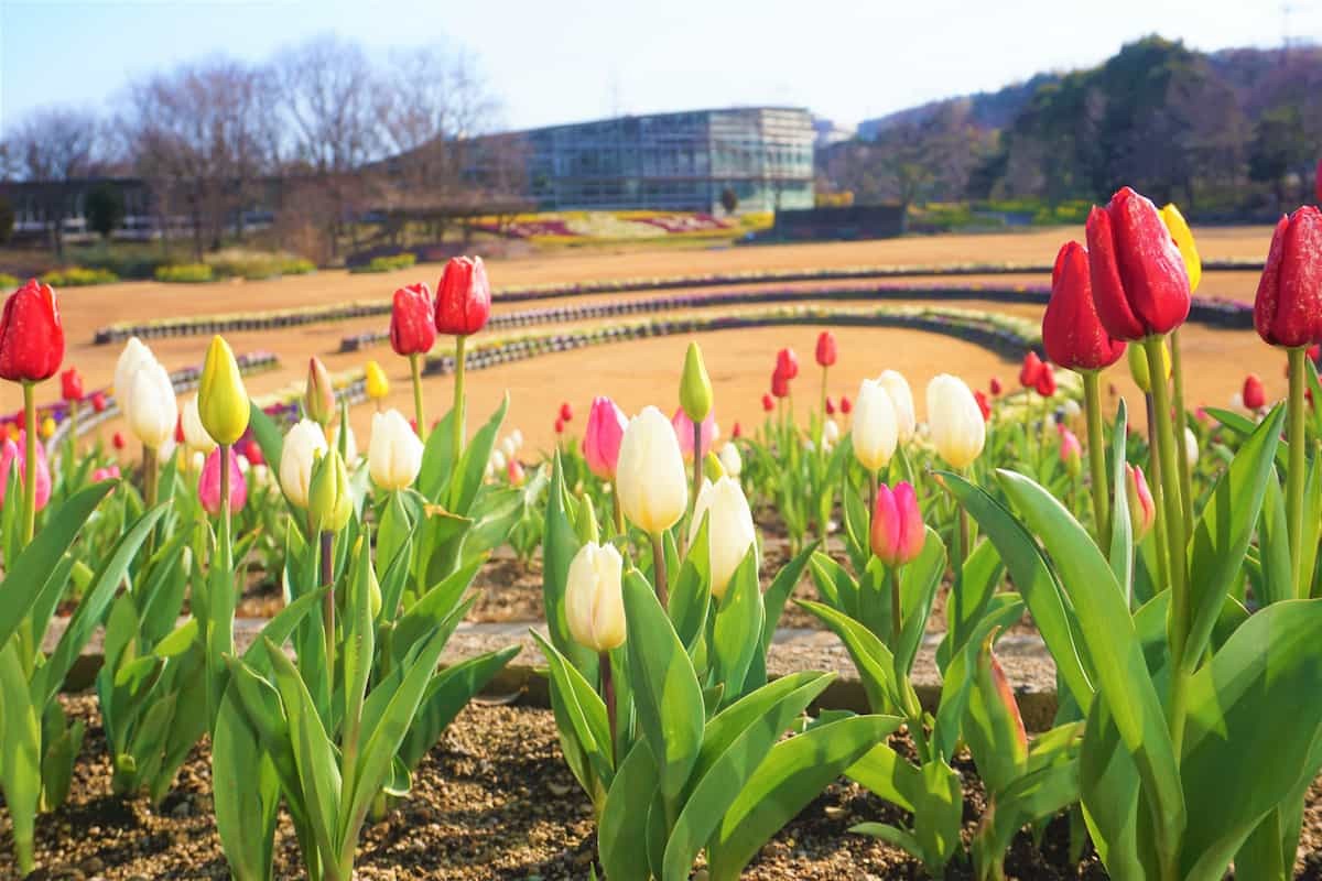 島根県出雲市にある『しまね花の郷』で２月末まで見られる冬咲きチューリップ