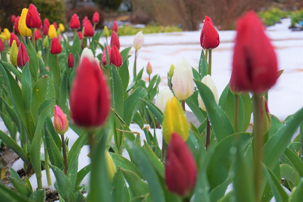 島根県出雲市にある『しまね花の郷』で２月末まで見られる冬咲きチューリップ