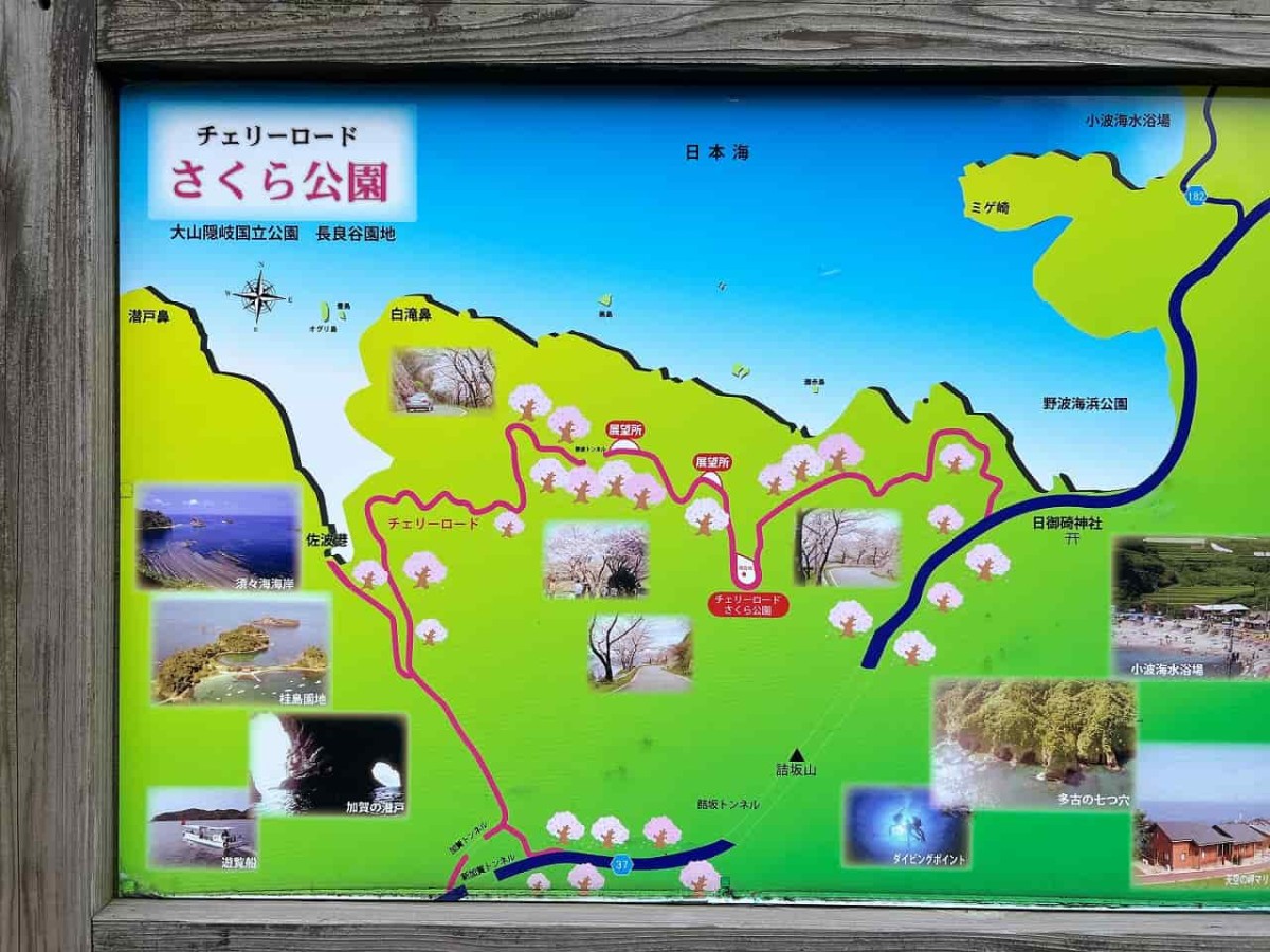 島根県松江市にある『チェリーロードさくら公園』の様子