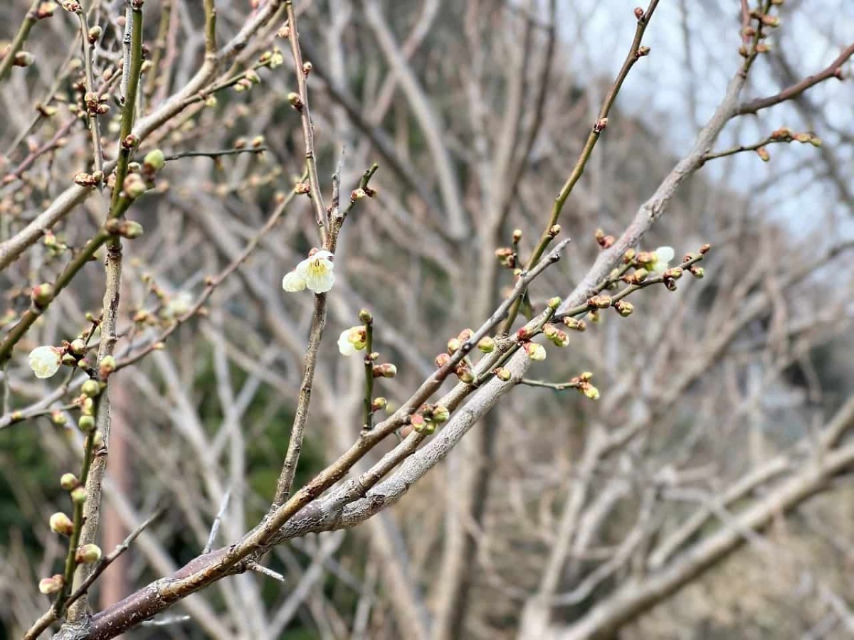 島根県松江市にある『チェリーロードさくら公園』の様子