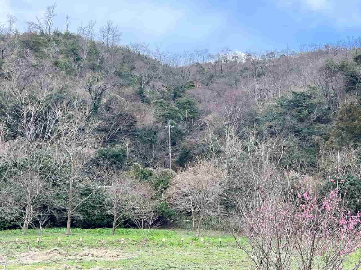 島根県松江市にある『チェリーロードさくら公園』の様子