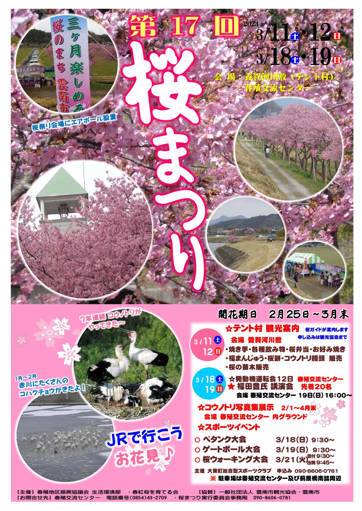 雲南市大東町の赤川河津桜で開催される桜まつりのポスター