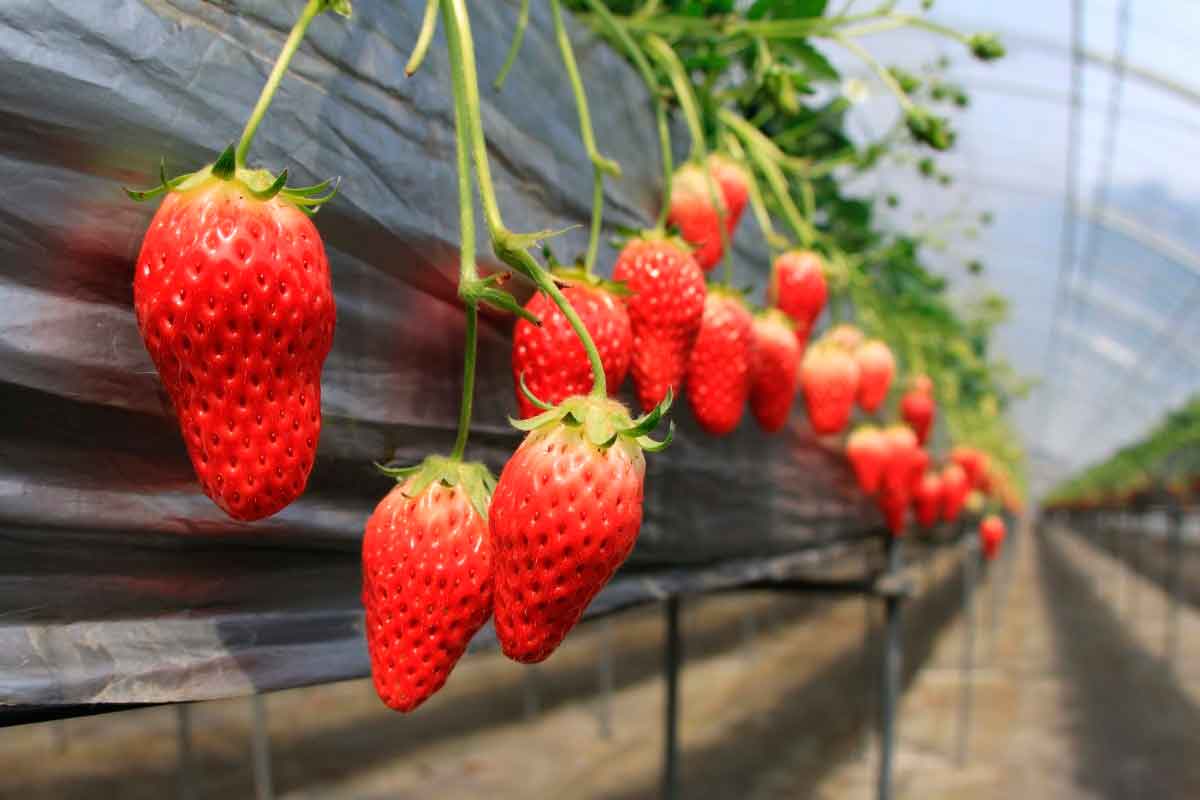 鳥取県三朝町のおすすめいちご狩りスポット『いちご農園やよすけファーム』の園内の様子