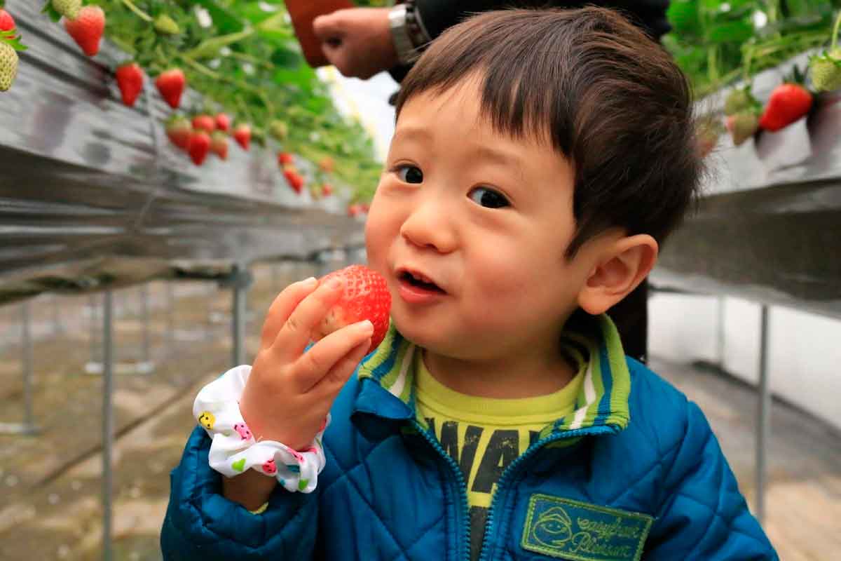 鳥取県三朝町のおすすめいちご狩りスポット『いちご農園やよすけファーム』の園内の様子